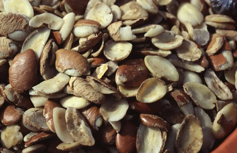 African mango seed extract