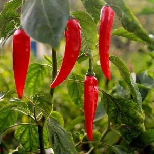 Capsicum fruit extract