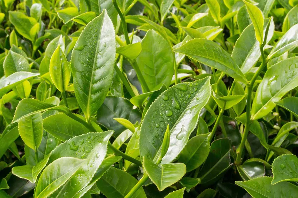 Green tea leaf extract