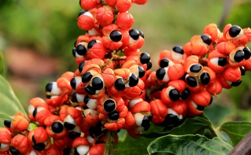 Guarana seed extract